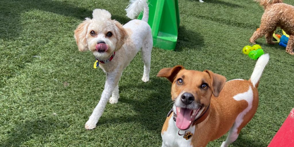 Choosing the Right Dog Daycare A Guide for Pet Parents